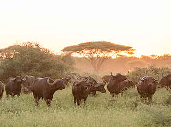 Singita Pamushana Lodge: Büffel
