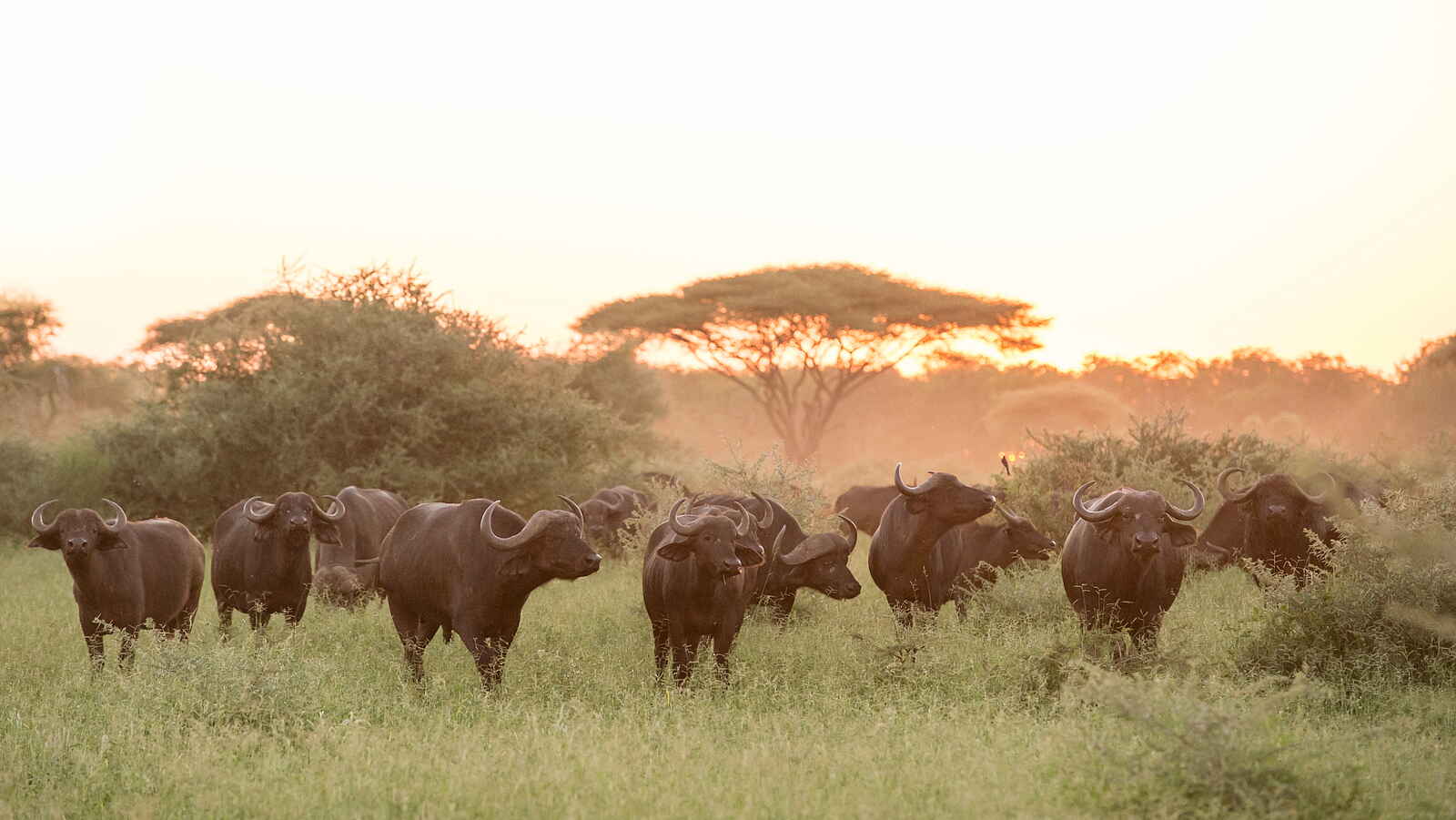 Singita Pamushana Lodge: Büffel Singita Pamushana Lodge: Büffel