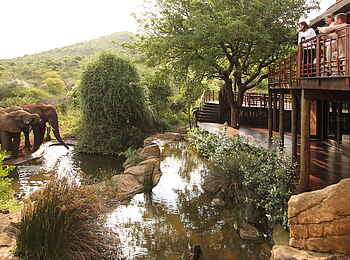 Thanda Safari Lodge: Elefanten trinken an der Wasserstelle Thanda Safari Lodge: Elefanten trinken an der Wasserstelle