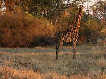 Tuludi Camp: Giraffe Tuludi Camp: Giraffe