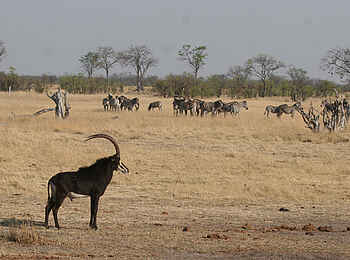 Camp Hwange: Rappenantilope vor Zebraherde