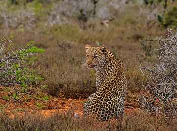 Great Fish River Lodge: Leopard