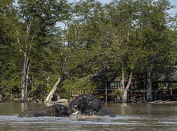 Elephant Pan Camp: Elefant vor dem Camp