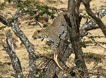 Karen Blixen Camp: Leopard im Baum Karen Blixen Camp: Leopard im Baum