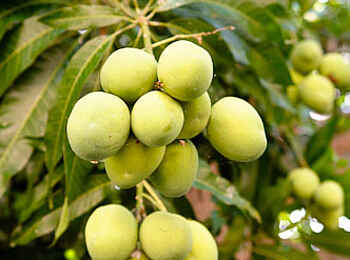 Kaya Mawa: Heranreifende Mangos