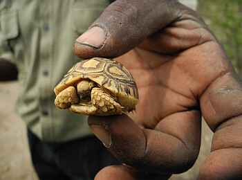 Kusini Serengeti Camp: Babyschildkröte