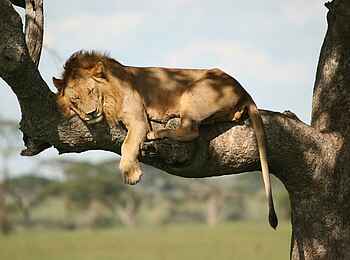 Legendary Lodge: Schlafender Löwe