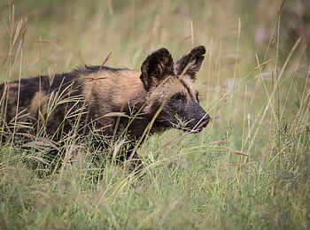 Loisaba Tented Camp: Wildhund Loisaba Tented Camp: Wildhund