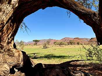 Luna Namib Collection: Blick durch knorrigen Baum