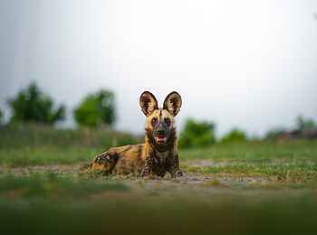 Mokolwane Camp: Wildhund