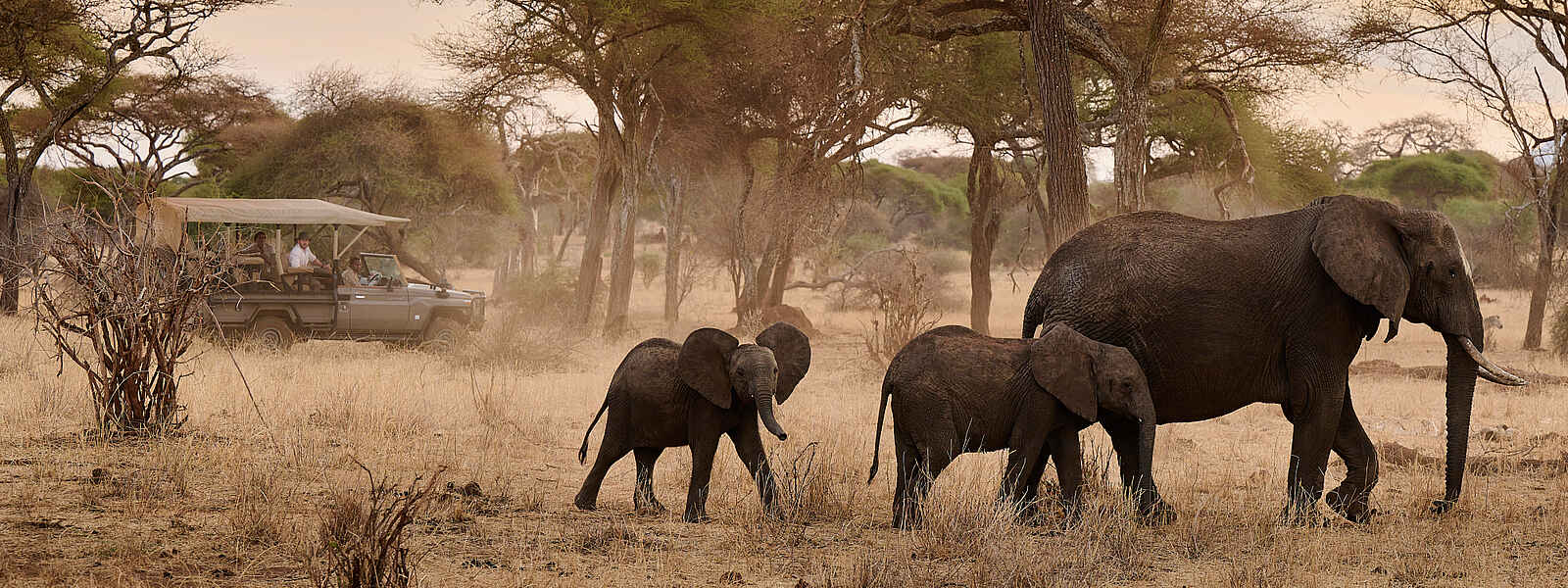 Sanctuary Swala: auf Pirschfahrt Sanctuary Swala: auf Pirschfahrt