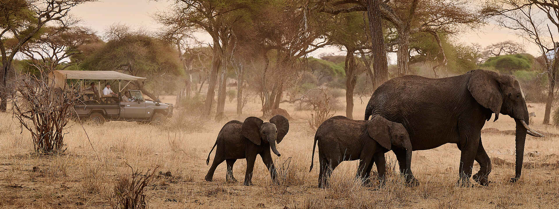 Elefantenbegegnung auf Pirschfahrt im Tarangire Nationalpark