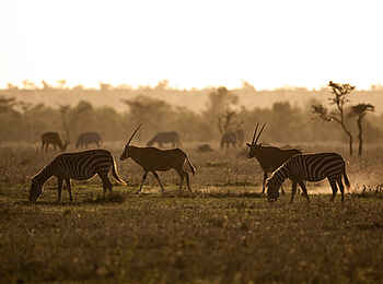 Segera Retreat: Oryxe und Zebras