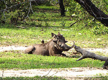 Selous Impala Camp: Warzenschwein