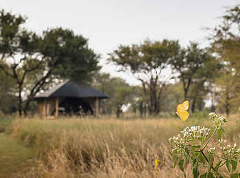 Serian´s Lamai Camp: Gästezelt