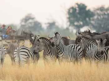 Shinde Footsteps: Zebras Shinde Footsteps: Zebras