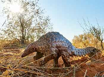 The Motse Tswalu: Ein Pangolin The Motse Tswalu: Ein Pangolin