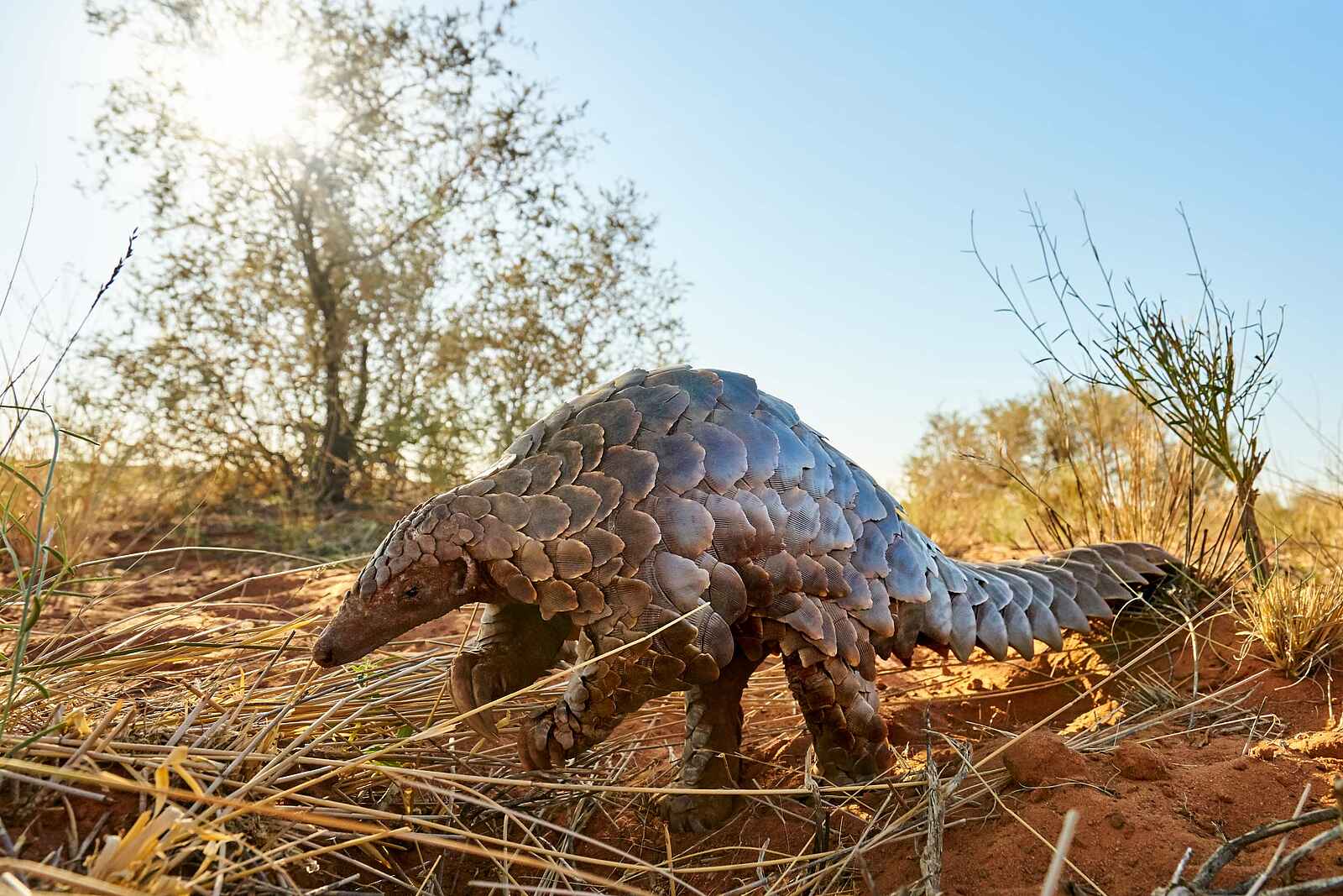 The Motse Tswalu: Ein Pangolin The Motse Tswalu: Ein Pangolin
