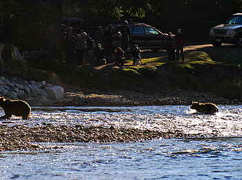 Tweedsmuir Park Lodge: Grizzly-Beobachtung