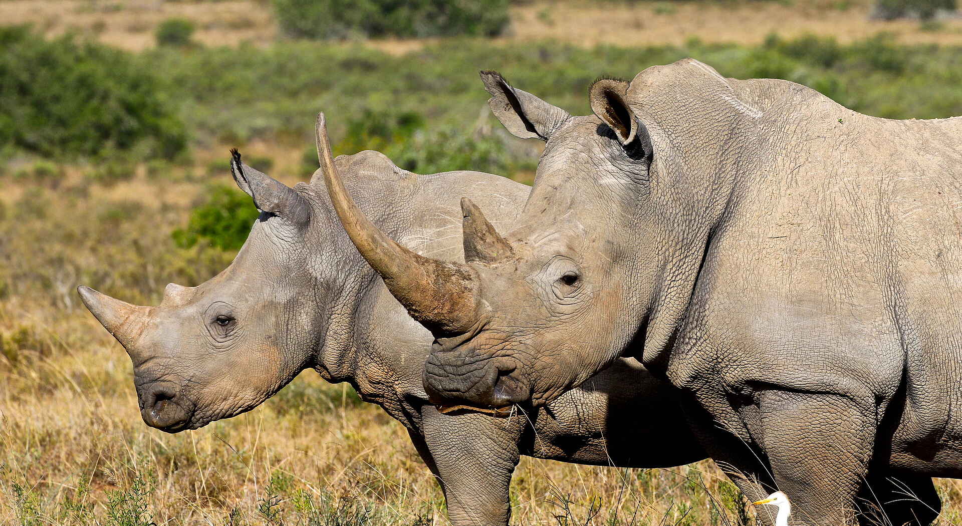 Founders Lodge by Mantis: Breitmaulnashörner