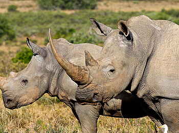 Founders Lodge by Mantis: Breitmaulnashörner Founders Lodge by Mantis: Breitmaulnashörner