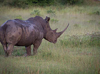 Londolozi Varty Camp: Gewaltiges Nashorn
