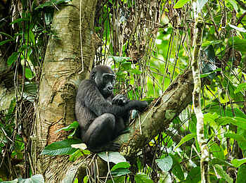 Ngaga Camp: Ein Tier mit leicht ergrautem Fell