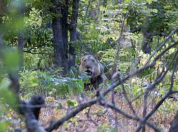 Ntemwa Busanga Bushcamp: Löwe auf einer Walking Safari