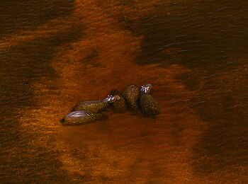 Selinda Explorers Camp: Nilpferde im klaren Wasser Selinda Explorers Camp: Nilpferde im klaren Wasser