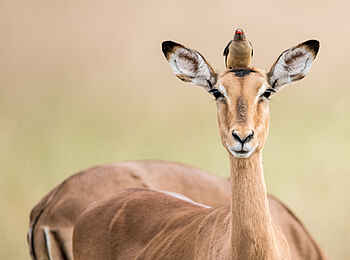 Singita Ebony Lodge: Zaungast Singita Ebony Lodge: Zaungast