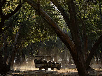 Amanzi Camp: Pirschfahrt Amanzi Camp: Pirschfahrt