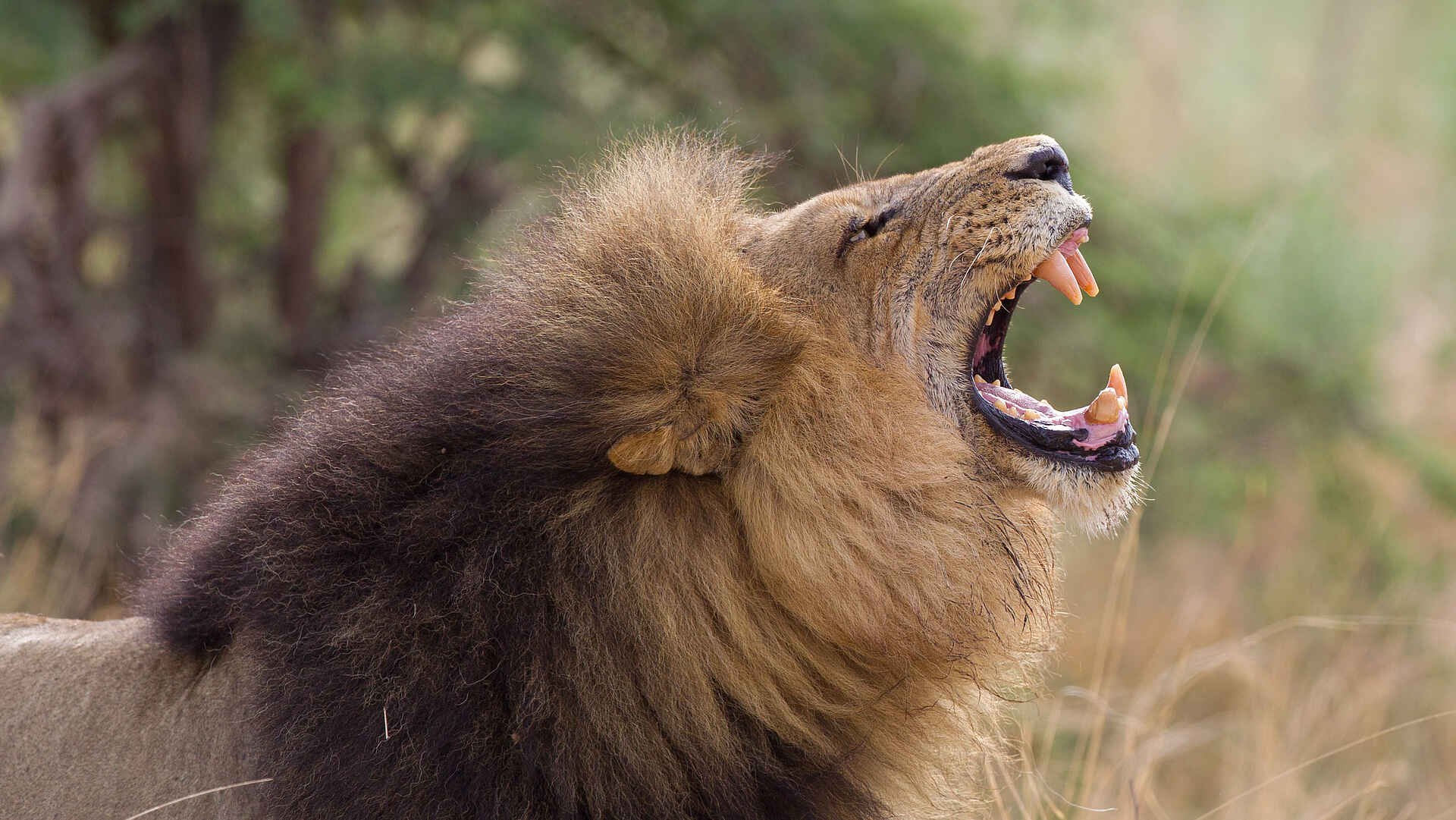 Chitabe Lediba Camp: Löwe