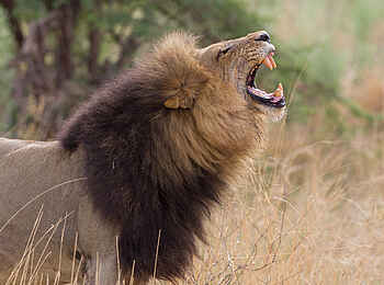 Chitabe Lediba Camp: Löwe