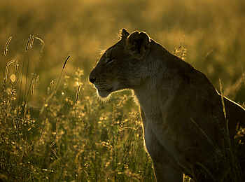 Entim Private Wing Camp: Löwin Entim Private Wing Camp: Löwin