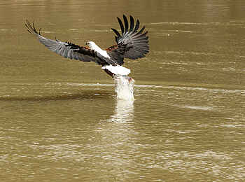 Fothergill Island Luxury Camp: Fischadler