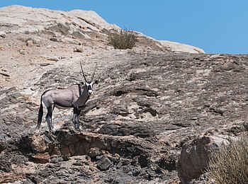 Hoanib Skeleton Coast Camp: Oryx-Antilope auf Felsen Hoanib Skeleton Coast Camp: Oryx-Antilope auf Felsen