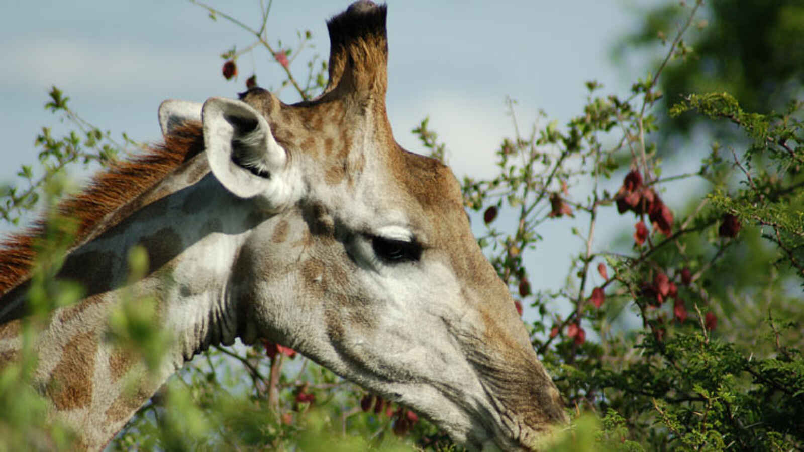 Hobatere Lodge: Giraffe Hobatere Lodge: Giraffe