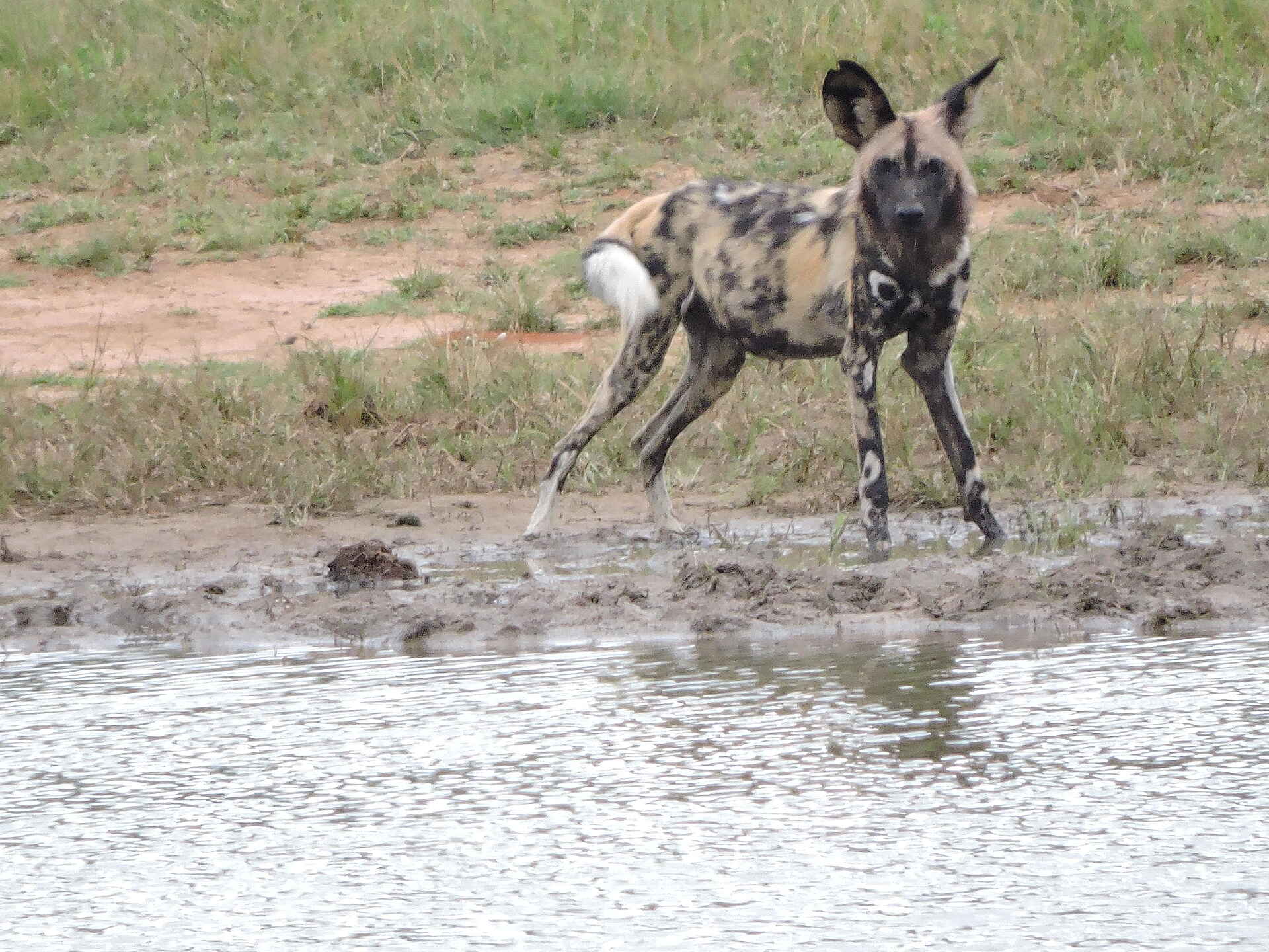 Khulu Bush Camp: Noch ein Wildhund