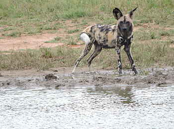 Khulu Bush Camp: Noch ein Wildhund Khulu Bush Camp: Noch ein Wildhund