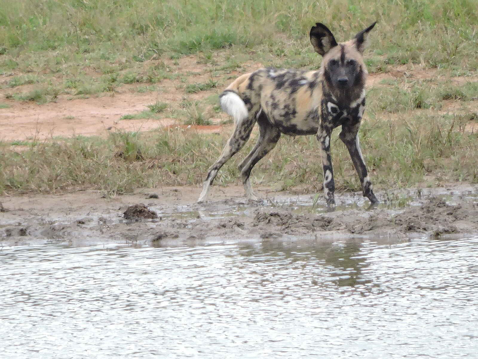 Khulu Bush Camp: Noch ein Wildhund Khulu Bush Camp: Noch ein Wildhund