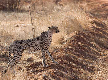 Kigelia Camp: Gepard Kigelia Camp: Gepard