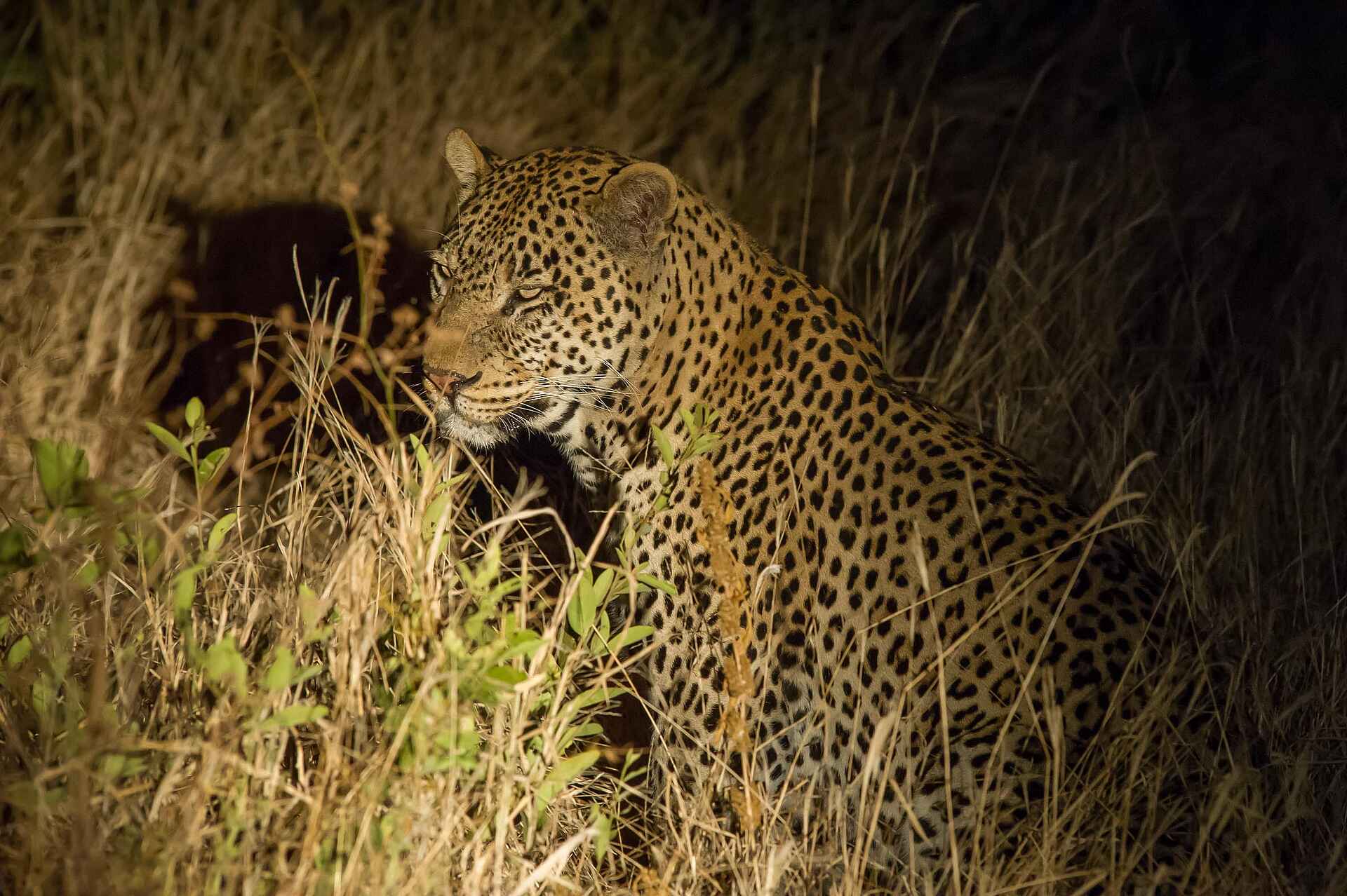 Kuro Tarangire: Leopard bei Nacht