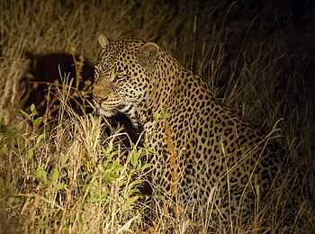 Kuro Tarangire: Leopard bei Nacht Kuro Tarangire: Leopard bei Nacht