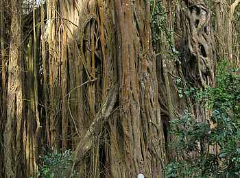 Lake Natron Camp: Beeindruckende Pflanzenwelt