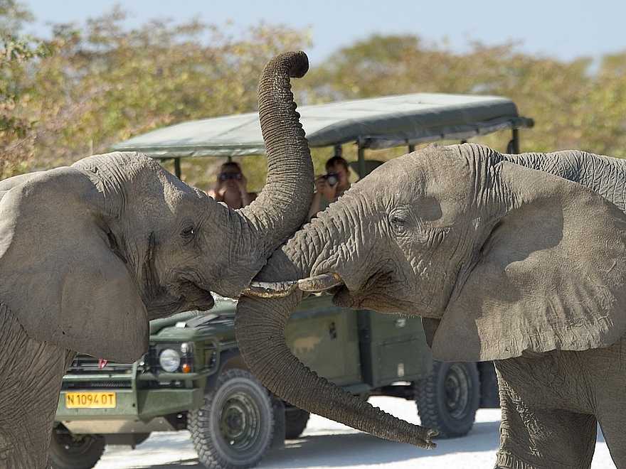 Little Ongava: Elefantenkommunikation Little Ongava: Elefantenkommunikation