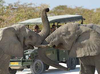 Little Ongava: Elefantenkommunikation Little Ongava: Elefantenkommunikation