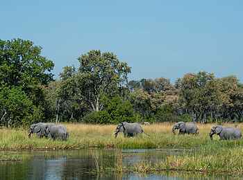 Little Sable Camp: Elefanten am Ufer Little Sable Camp: Elefanten am Ufer