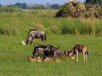Little Tubu: Gnukälber Little Tubu: Gnukälber