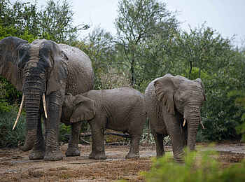 Long Lee Manor Lodge: Elefanten Long Lee Manor Lodge: Elefanten