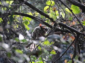 Macatoo Camp: Galagos